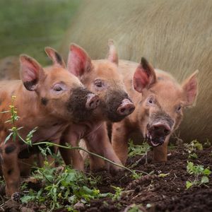 Image post by @animalplanet on Instagram