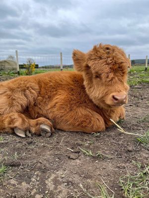 Image post by @visitscotland on Instagram