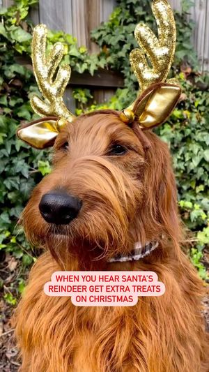 Video post by @petsmart on Instagram