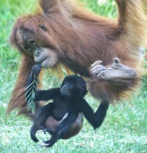 Image post by @sandiegozoo on Instagram