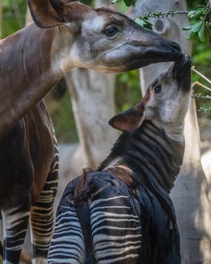 Image post by @sandiegozoo on Instagram