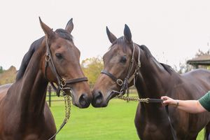 Image post by @juddmonte on Instagram