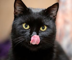 Image post by @Petco on Twitter/X