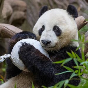 Image post by @sandiegozoo on Instagram