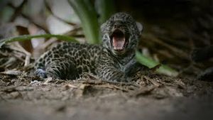 Video post by @bbcearth on YouTube