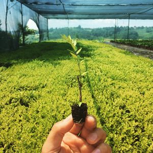 Image post by @alpertongfidanligi on Instagram