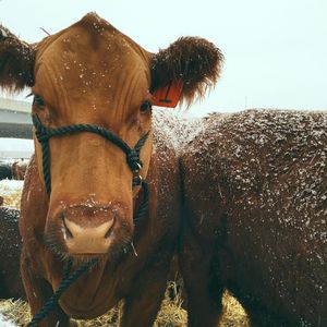 Image post by @nationalwestern on Instagram