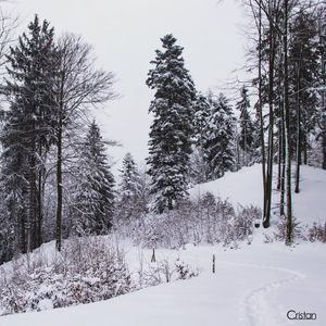 Image post by @cristan.nature.photography on Instagram