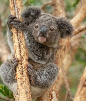 Image post by @sandiegozoo on Instagram