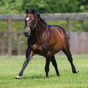 Image post by @juddmonte on Instagram