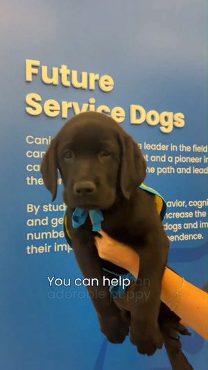 Image post by @canineorg on Instagram