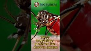 Video post by @bugbustersusa on YouTube