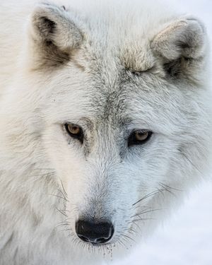 Image post by @thetorontozoo on Instagram