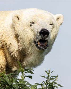Image post by @thetorontozoo on Instagram