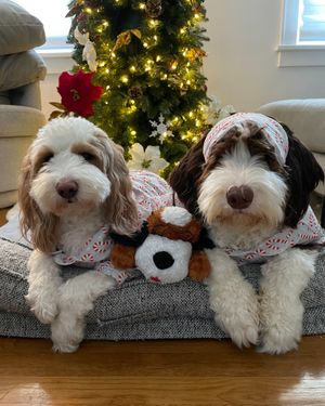 Image post by @originalsnugglepuppy on Instagram