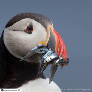 Image post by @rspb on Instagram