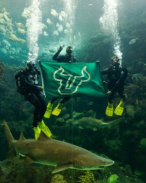 Image post by @usfathletics on Instagram
