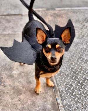 Image post by @pickles_houdini on Instagram