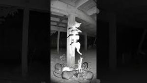 Video post by @aliaboutine on YouTube