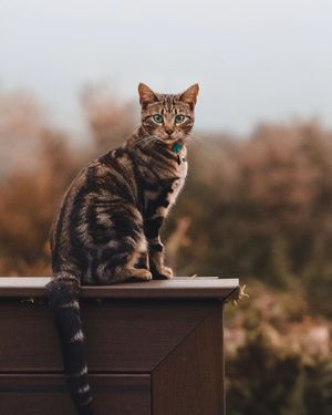 Image post by @evolvepetfood on Instagram