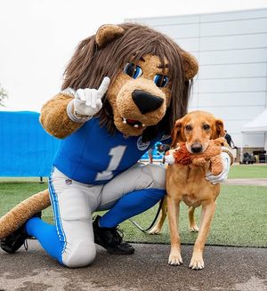 Image post by @roarynfl on Instagram
