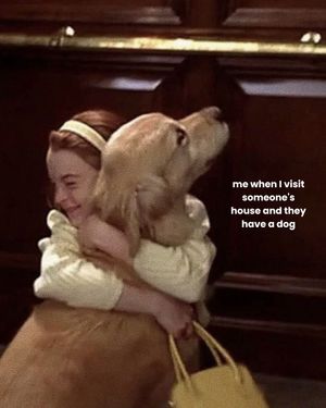 Image post by @solidgoldpets on Instagram