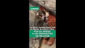 Video post by @laopinionla on YouTube