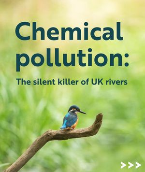 Image post by @rspb on Instagram