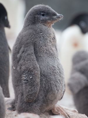 Image post by @animalplanet on Instagram
