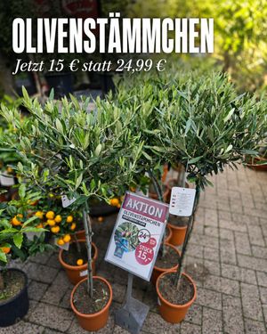 Image post by @oldenburgerwohngarten on Instagram