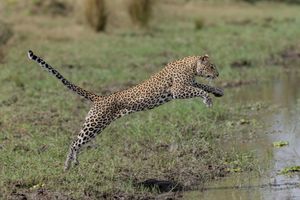 Image post by @chiawasafaris on Instagram