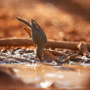 Image post by @robertirwinphotography on Instagram