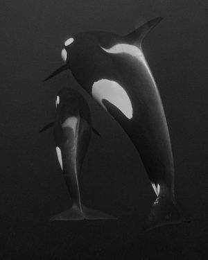 Image post by @sealegacy on Instagram