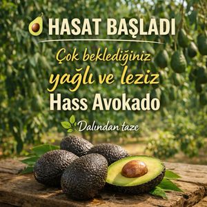 Image post by @avokadolimoncom on Instagram