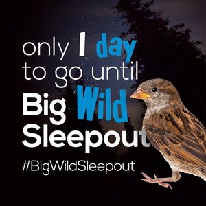 Image post by @rspb on Instagram
