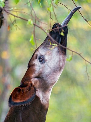 Image post by @animalplanet on Instagram
