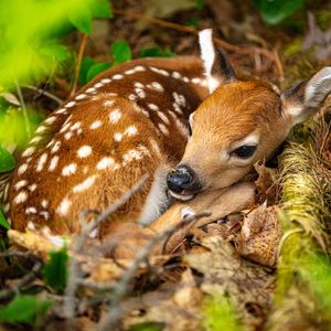Image post by @animalplanet on Instagram