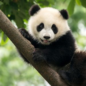 Image post by @animalplanet on Instagram