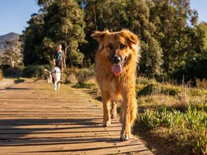 Image post by @triumphpetfood on Instagram