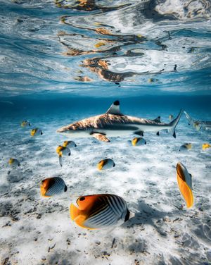 Image post by @gopro on Instagram
