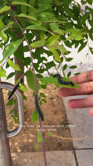 Video post by @wild_mahogany on TikTok