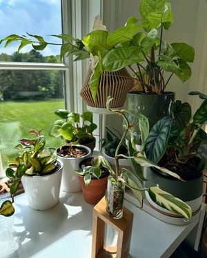 Image post by @reenasplants on Instagram