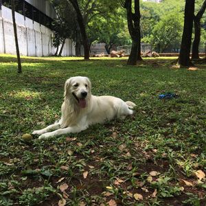 Image post by @mikethewhitegolden on Instagram