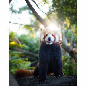 Image post by @robertirwinphotography on Instagram