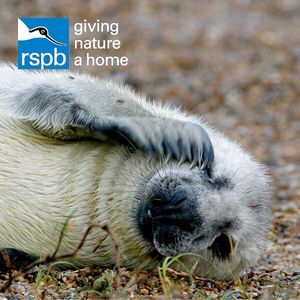 Image post by @rspb on Instagram