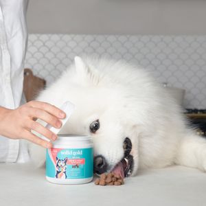 Image post by @solidgoldpets on Instagram