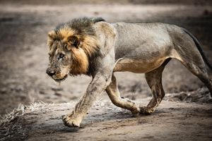 Image post by @chiawasafaris on Instagram