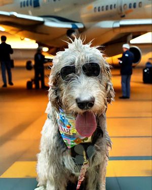 Image post by @thesavannahwolfhound on Instagram