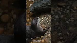 Video post by @bbcearth on YouTube