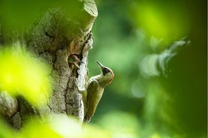 Image post by @rspb on Instagram